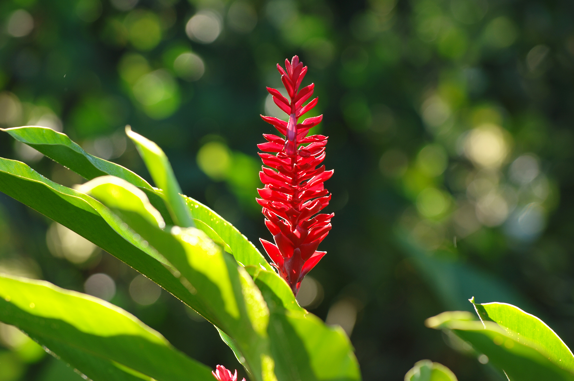 Descubriendo Costa Rica