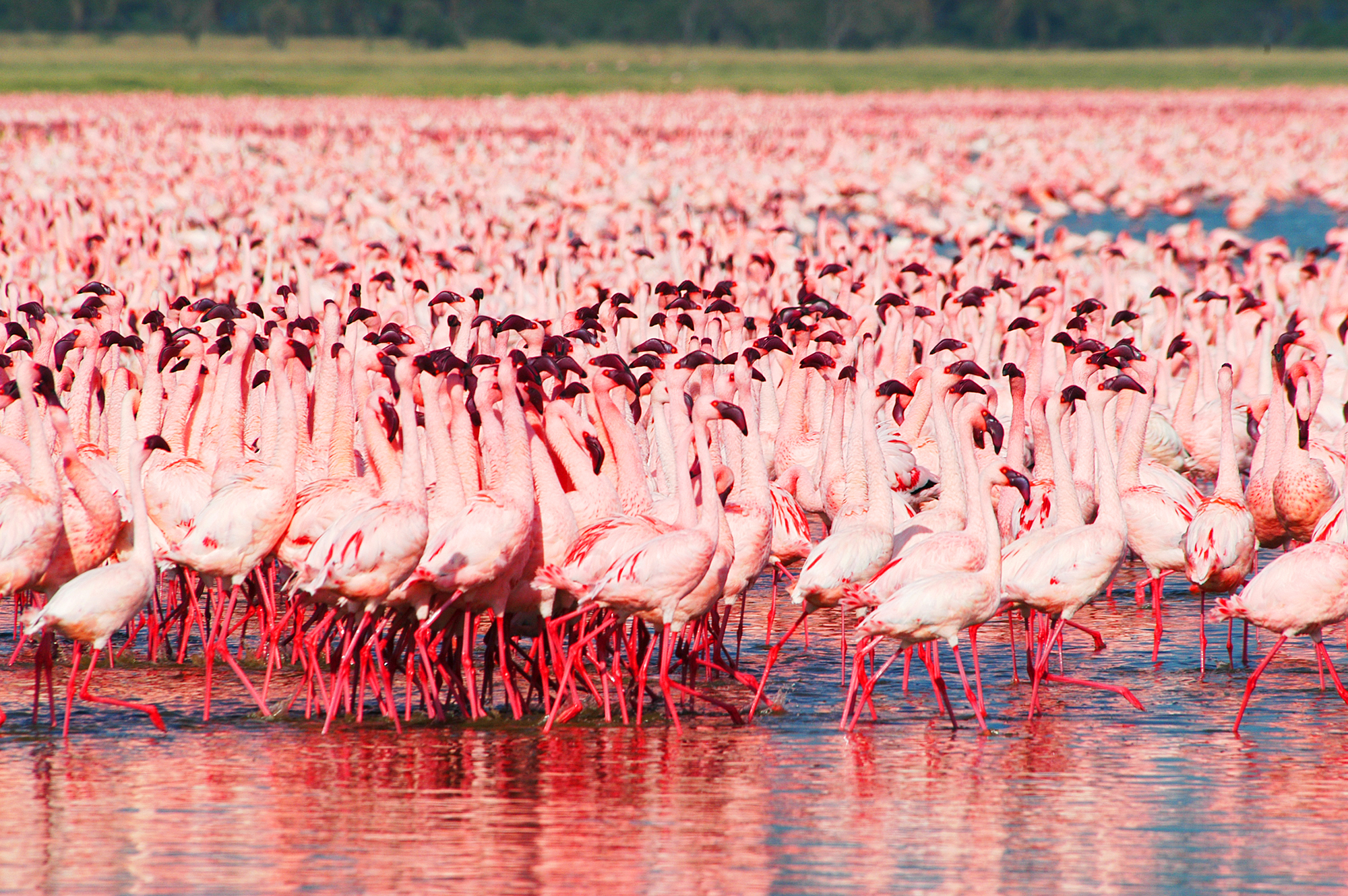 Kenya Kiboko y Zanzibar