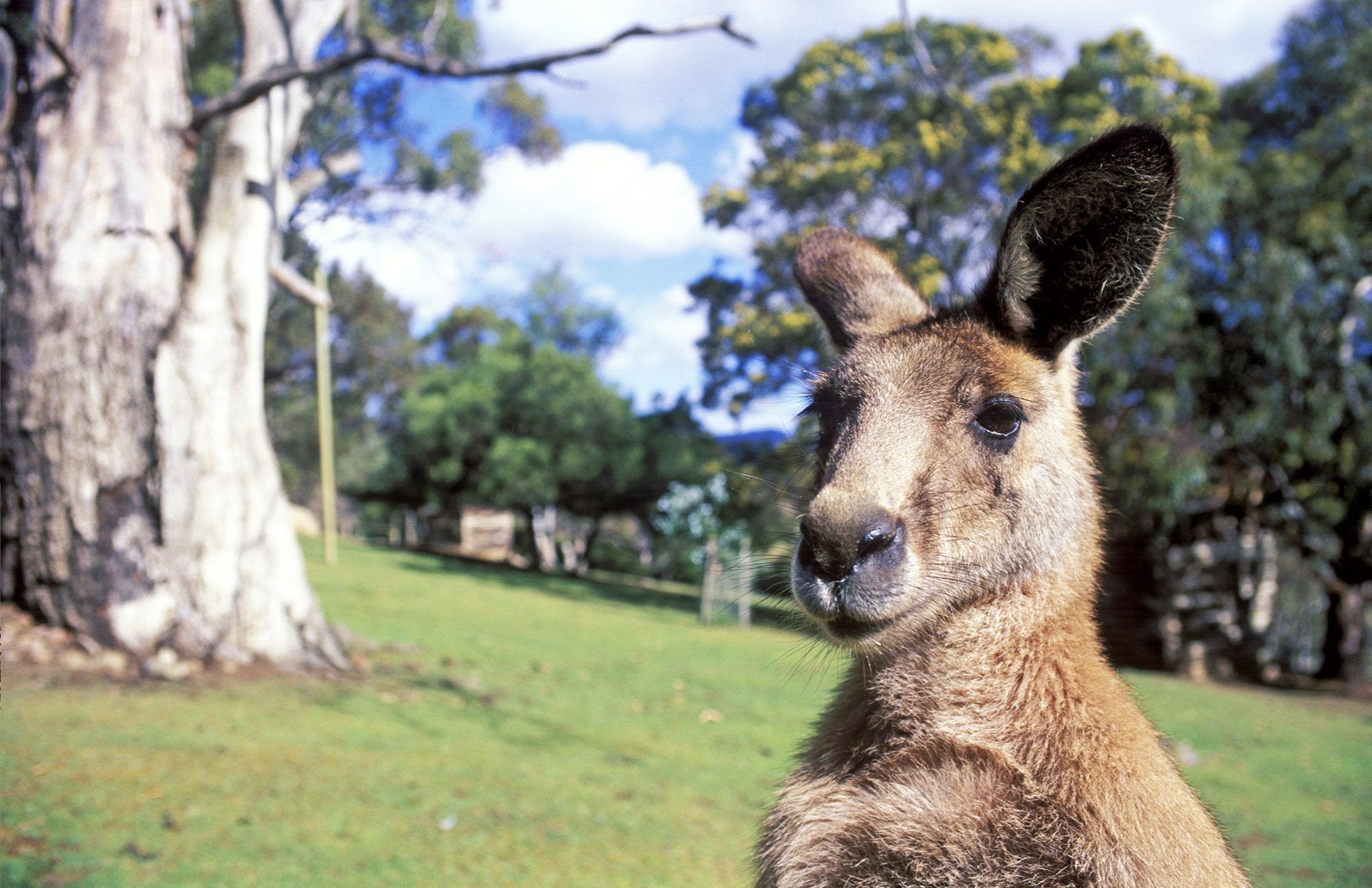 Australia Esencial